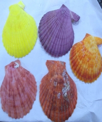 Hot sale --6pcs sea shell jewelry sector beads 20-50mm